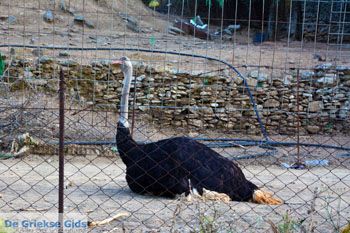 Paradisi Evia | Griekenland | Foto 3 - Foto van https://www.grieksegids.nl/fotos/zuid-evia/normaal/zuid-evia-567.jpg