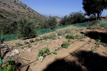 Foto Eco Hotel Mourtzanakis Residence in Achlada ( Heraklion Kreta)